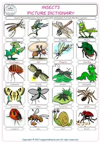 Insects
