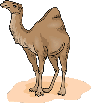 camel