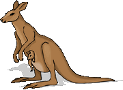 kangaroo