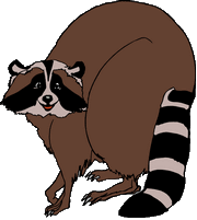raccoon