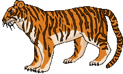 tiger