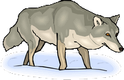 wolf