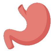 stomach