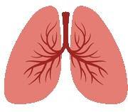 lungs