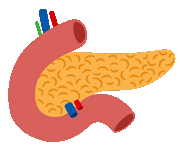 pancreas