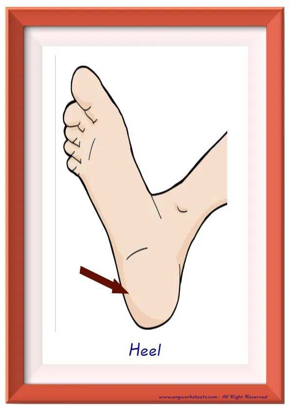 Full page ESL Flashcard together with words containing Body Parts picture for kids and teachers. Worksheet Preview