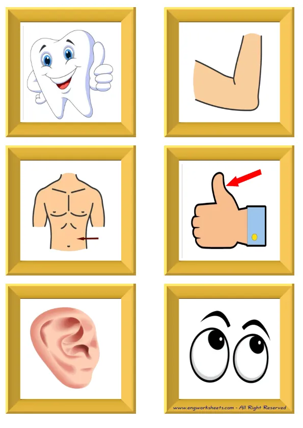 ESL Flashcard without words containing Body Parts picture for kids and teachers.