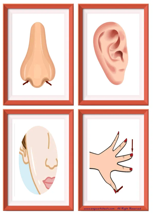 Quarter page ESL Flashcard without words containing Body Parts picture for kids and teachers.