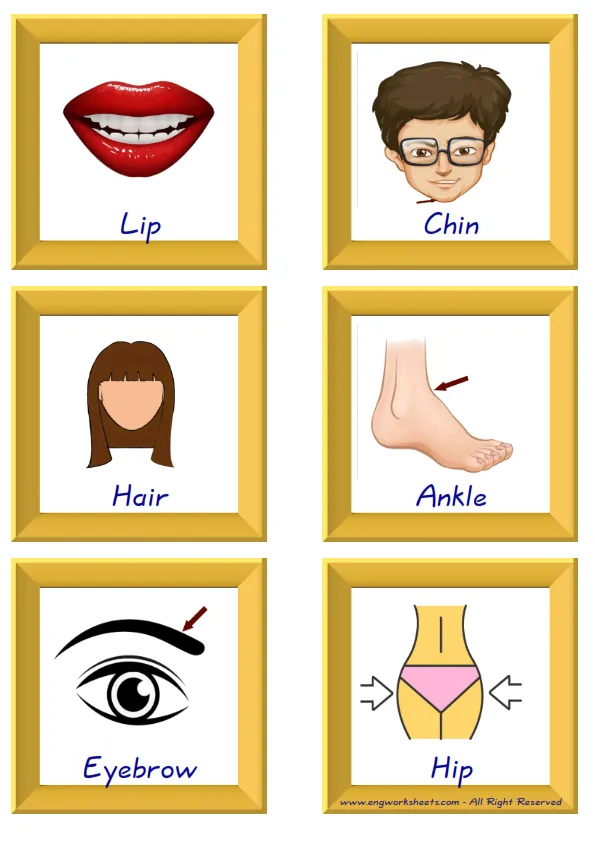 ESL Flashcard together with words containing Body Parts picture for kids and teachers.