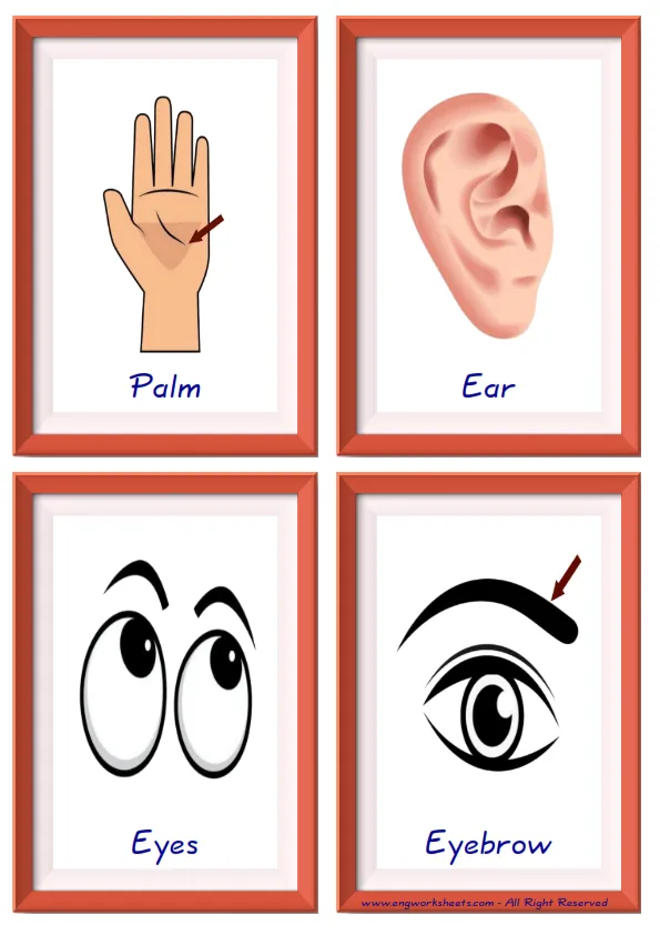 Quarter page ESL Flashcard together with words containing Body Parts picture for kids and teachers.