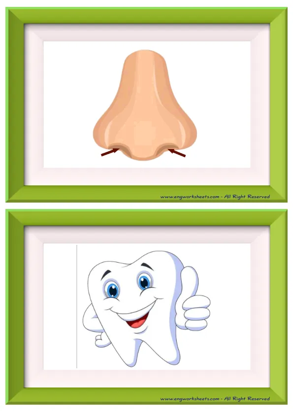 Half page ESL Flashcard without words containing Body Parts picture for kids and teachers.