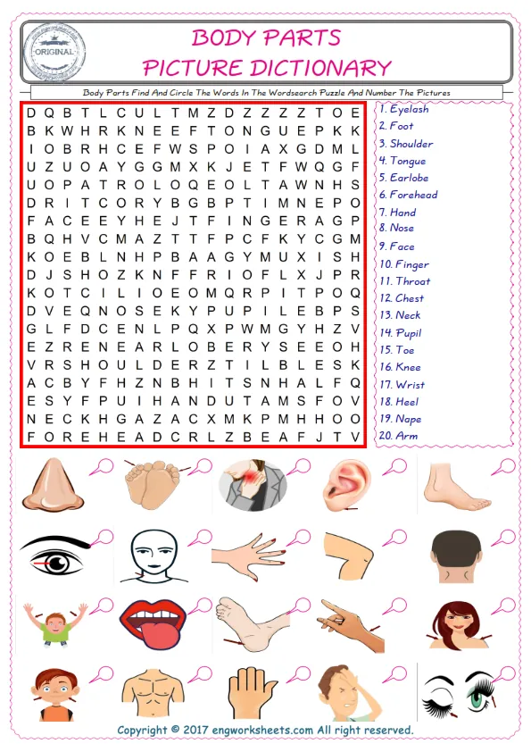 ESL wordsearch worksheets for kids, find Body Parts words in the word wordsearch write its number on its picture English worksheet. Worksheet Preview