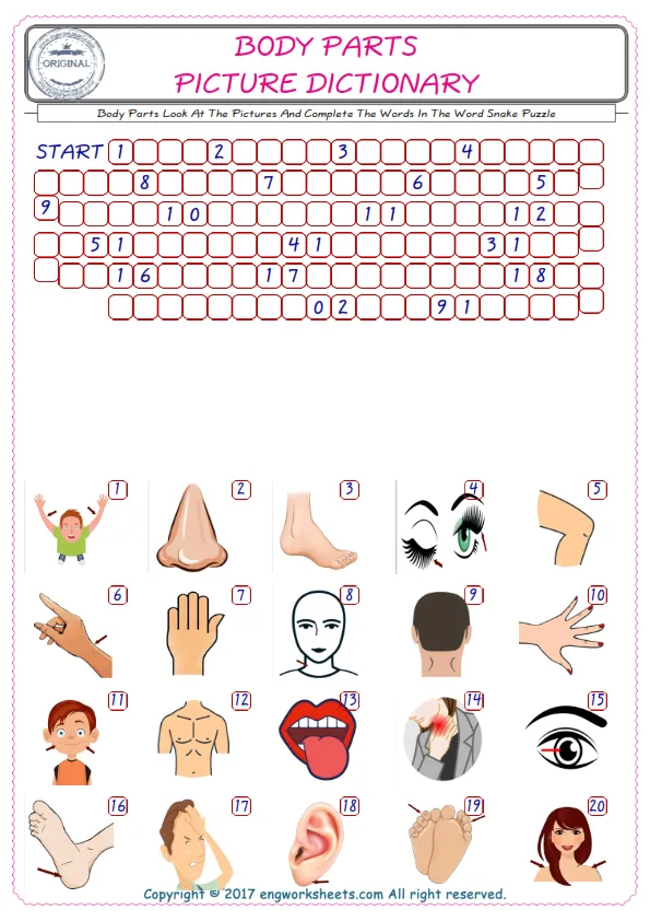 Check the Illustrations of Body Parts english worksheets for kids, and Supply the Missing Words in the Word Snake Puzzle ESL play. Worksheet Preview