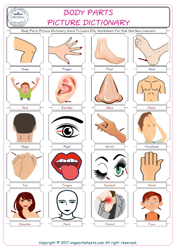 Body Parts English Worksheet for Kids ESL Printable Picture Dictionary Worksheet Preview