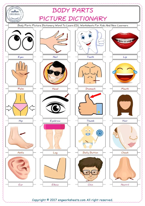 Body Parts English Worksheet for Kids ESL Printable Picture Dictionary Worksheet Preview