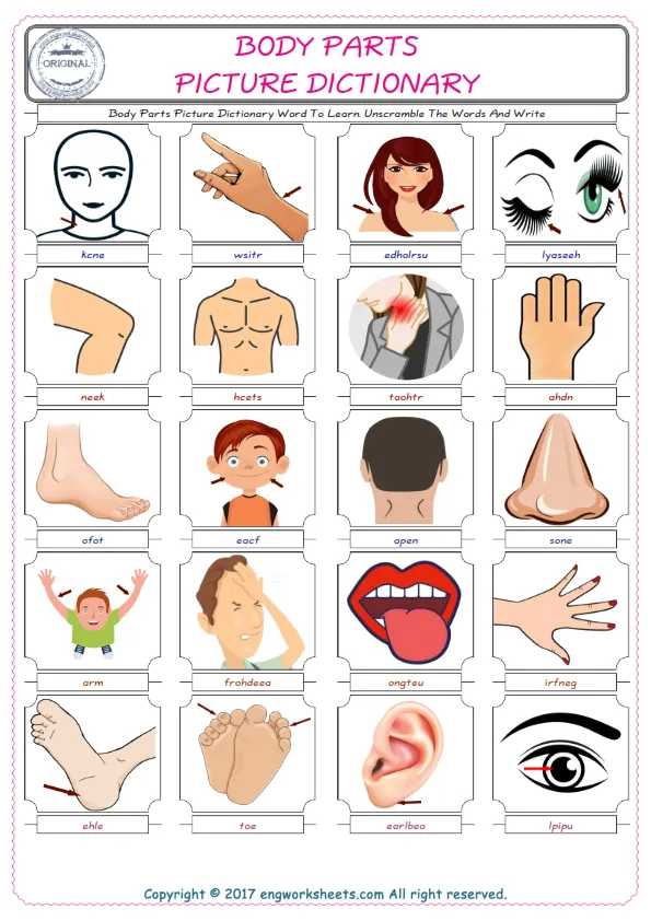 Body Parts ESL Worksheets For kids, the exercise worksheet of finding the words given complexly and supplying the correct one. Worksheet Preview