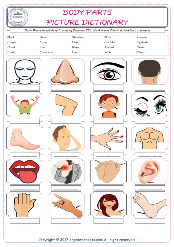 Body Parts for Kids ESL Word Matching English Exercise Worksheet. Worksheet Preview