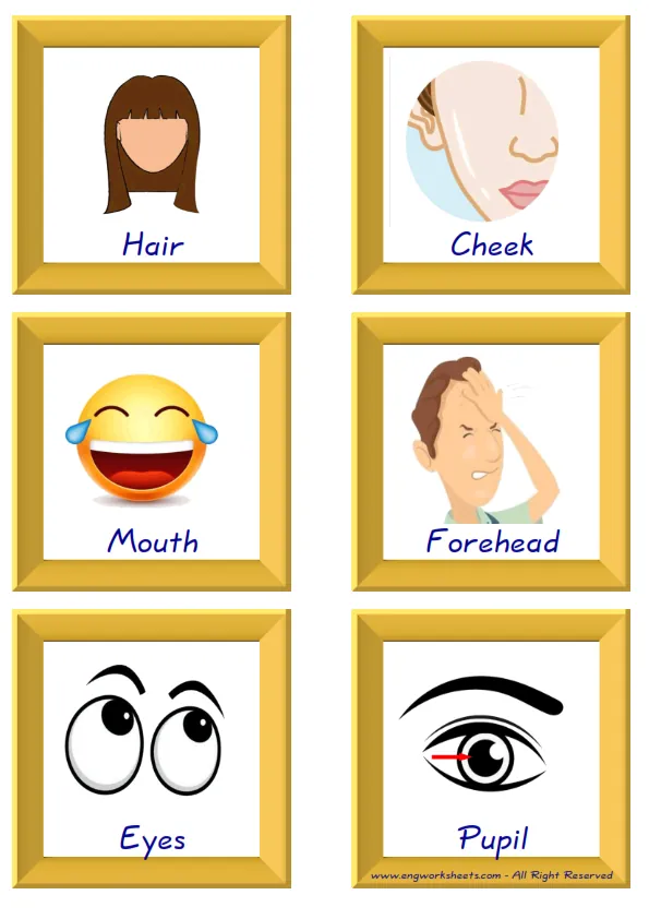ESL Flashcard together with words containing Face Parts picture for kids and teachers. Worksheet Preview