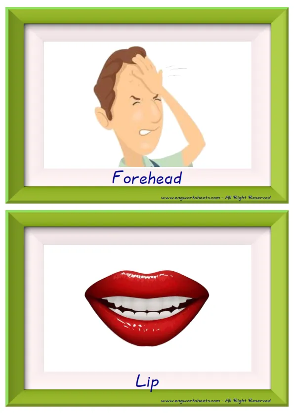 Half page ESL Flashcard together with words containing Face Parts picture for kids and teachers. Worksheet Preview