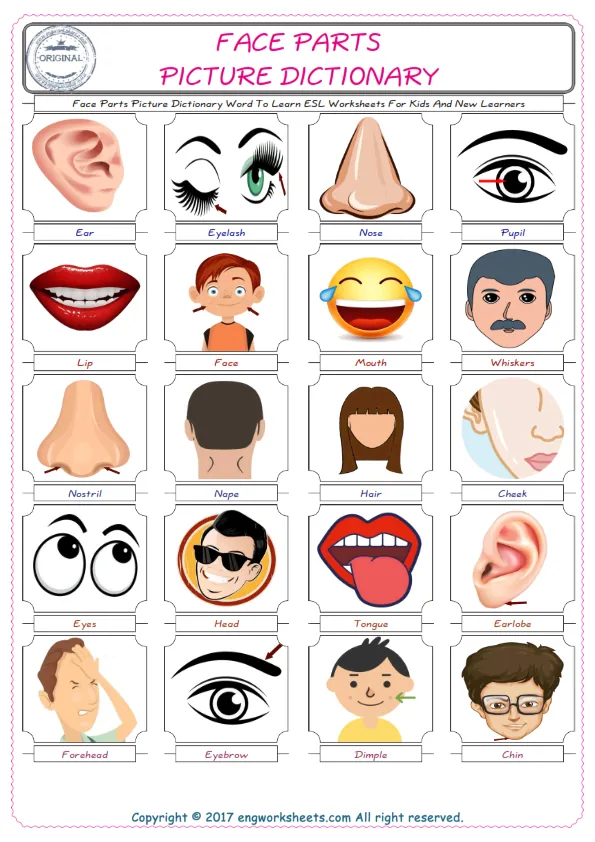 Face Parts English Worksheet for Kids ESL Printable Picture Dictionary Worksheet Preview