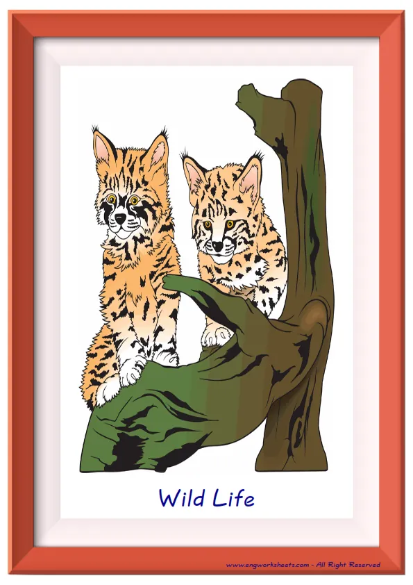 Full page ESL Flashcard together with words containing Films Movies picture for kids and teachers. Worksheet Preview