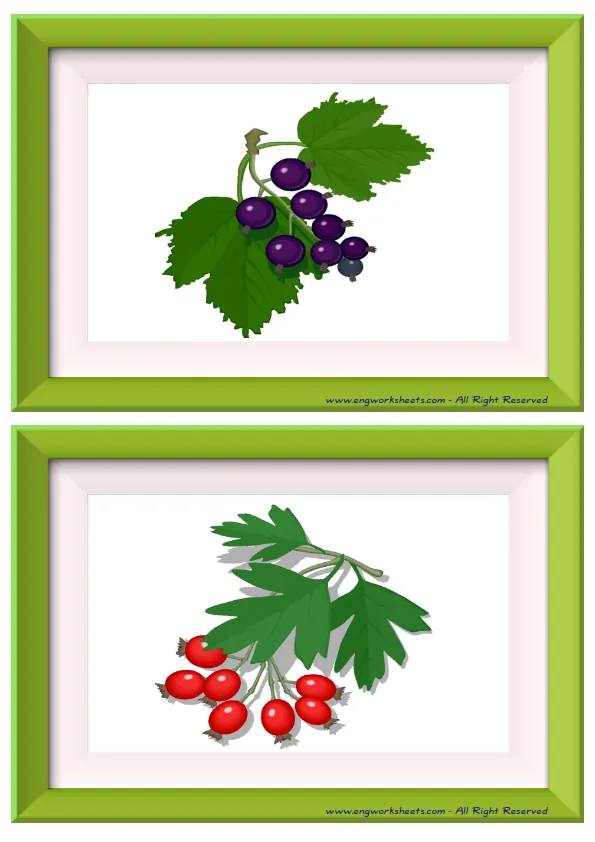 Half page ESL Flashcard without words containing Fruits picture for kids and teachers.