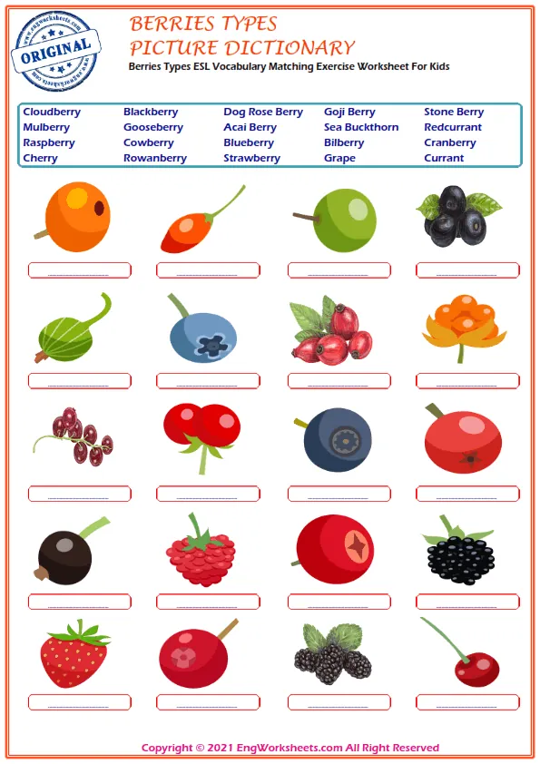 Berries Types ESL Vocabulary Matching Exercise Worksheet For Kids Worksheet Preview