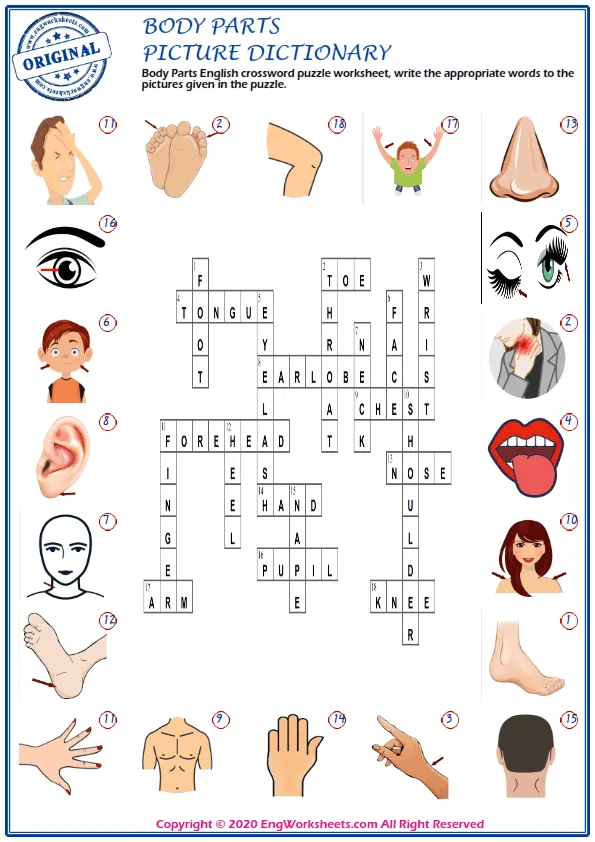 Body Parts English crossword puzzle worksheet, write the appropriate words to the pictures given in the puzzle. Worksheet Preview