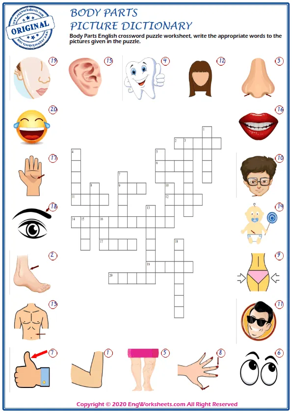 Body Parts English crossword puzzle worksheet, write the appropriate words to the pictures given in the puzzle. Worksheet Preview
