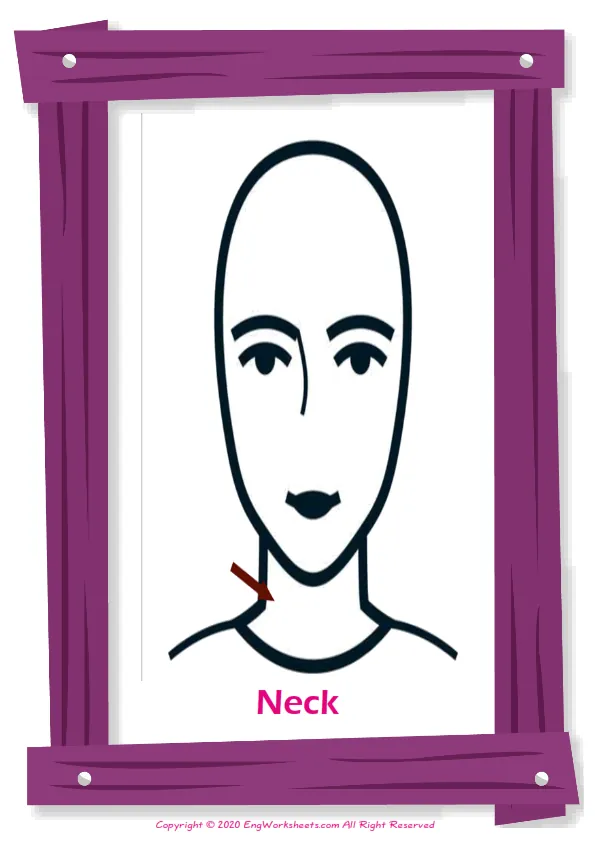 Body Parts English vocabulary worksheet with full-page words Worksheet Preview