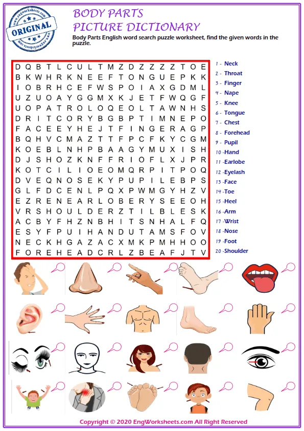Body Parts English word search puzzle worksheet, find the given words in the puzzle. Worksheet Preview