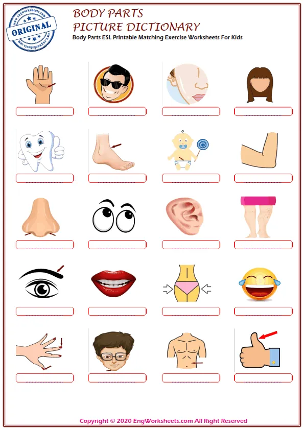Body Parts ESL Printable Matching Exercise Worksheets For Kids Worksheet Preview