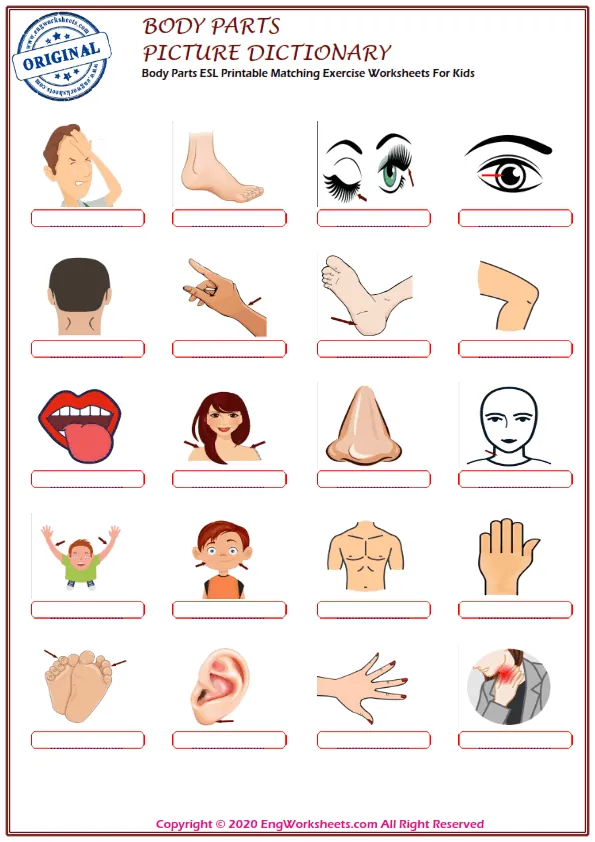 Body Parts ESL Printable Matching Exercise Worksheets For Kids Worksheet Preview