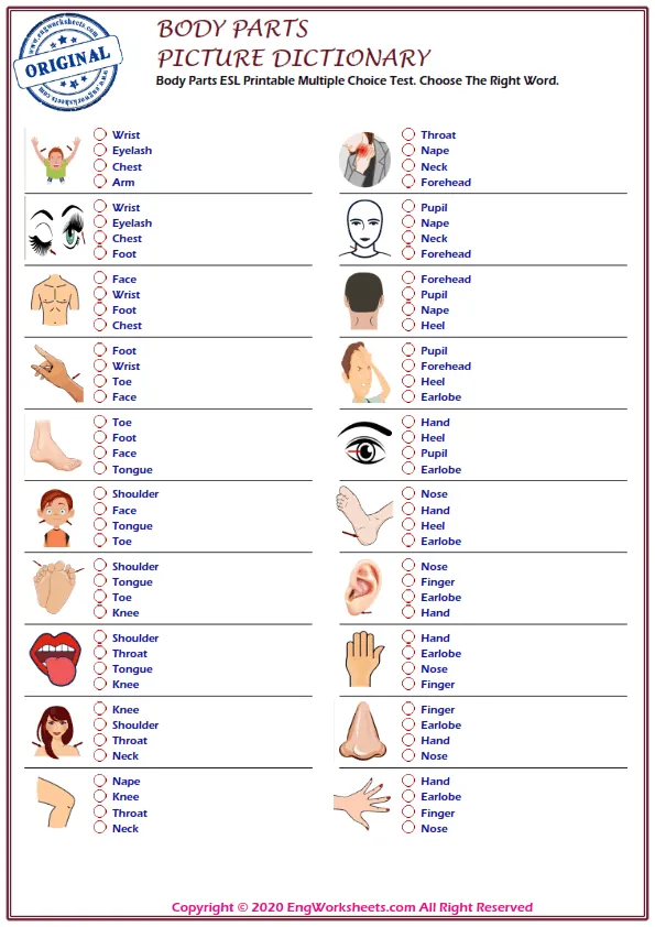Body Parts ESL Printable Multiple Choice Test. Choose The Right Word. Worksheet Preview