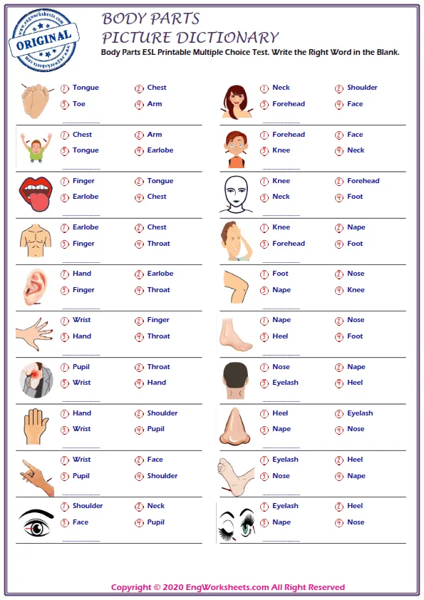 Body Parts ESL Printable Multiple Choice Test. Write the Right Word in the Blank. Worksheet Preview