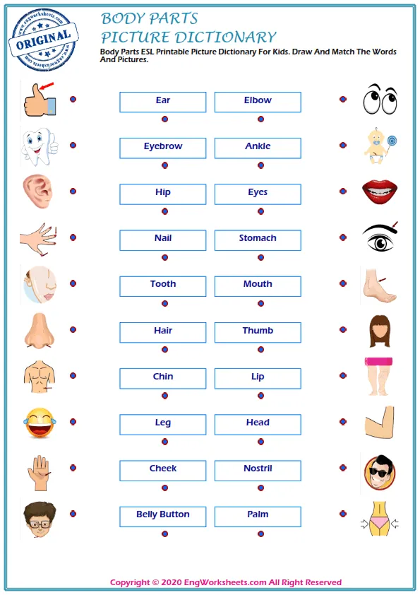 Body Parts ESL Printable Picture Dictionary For Kids. Draw And Match The Words And Pictures. Worksheet Preview