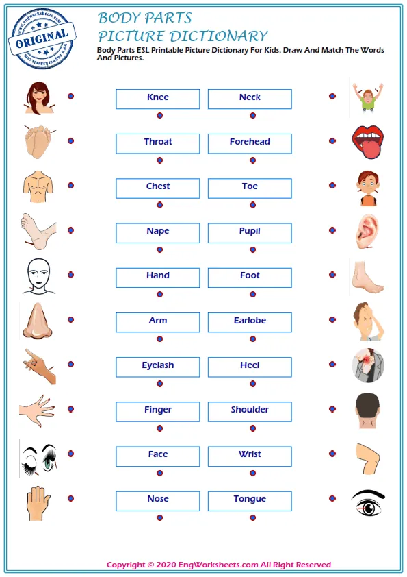 Body Parts ESL Printable Picture Dictionary For Kids. Draw And Match The Words And Pictures. Worksheet Preview