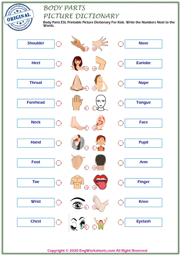 Body Parts ESL Printable Picture Dictionary For Kids. Write the Numbers Next to the Words. Worksheet Preview