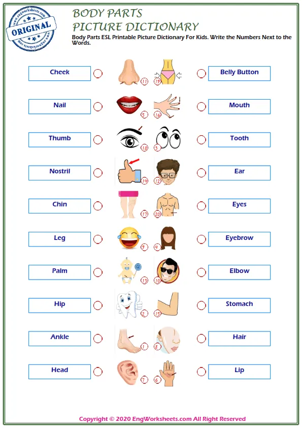 Body Parts ESL Printable Picture Dictionary For Kids. Write the Numbers Next to the Words. Worksheet Preview