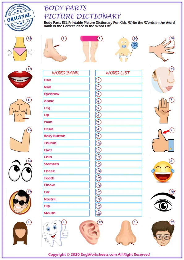 Body Parts ESL Printable Picture Dictionary For Kids. Write the Words in the Word Bank in the Correct Place in the Word List. Worksheet Preview