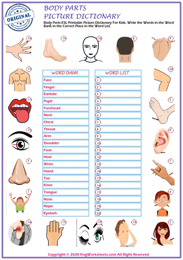 Body Parts ESL Printable Picture Dictionary For Kids. Write the Words in the Word Bank in the Correct Place in the Word List. Worksheet Preview