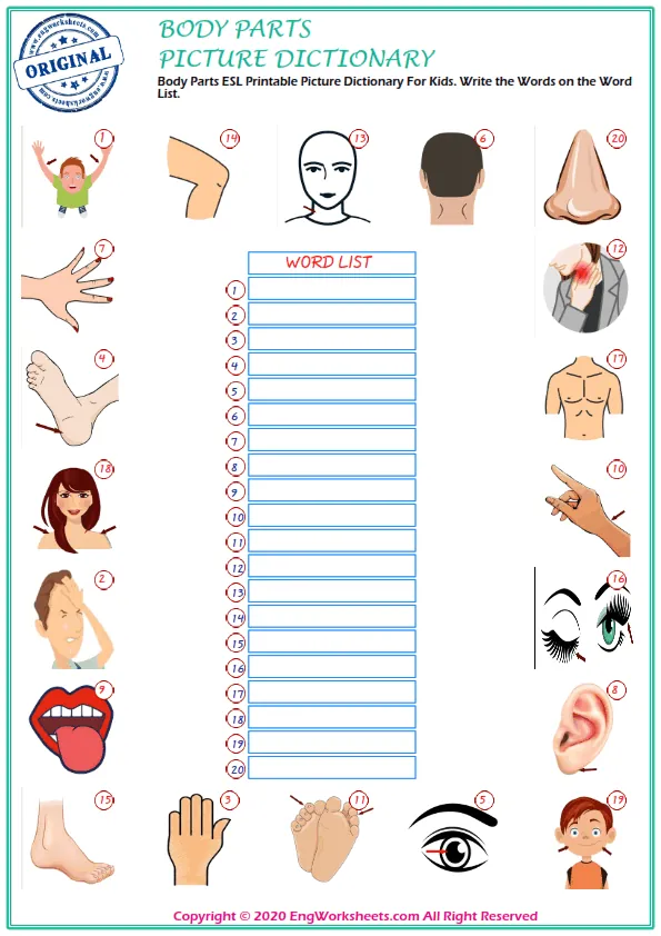 Body Parts ESL Printable Picture Dictionary For Kids. Write the Words on the Word List. Worksheet Preview