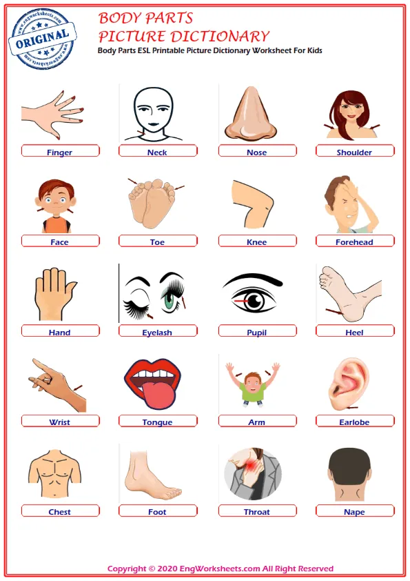Body Parts ESL Printable Picture Dictionary Worksheet For Kids Worksheet Preview