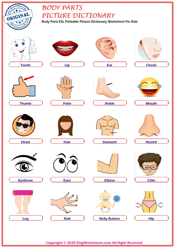 Body Parts ESL Printable Picture Dictionary Worksheet For Kids Worksheet Preview