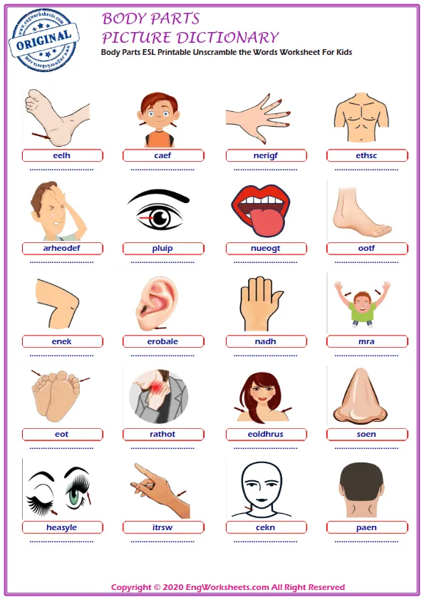 Body Parts ESL Printable Unscramble the Words Worksheet For Kids Worksheet Preview