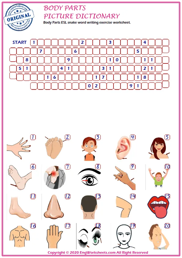 Body Parts ESL snake word writing exercise worksheet. Worksheet Preview