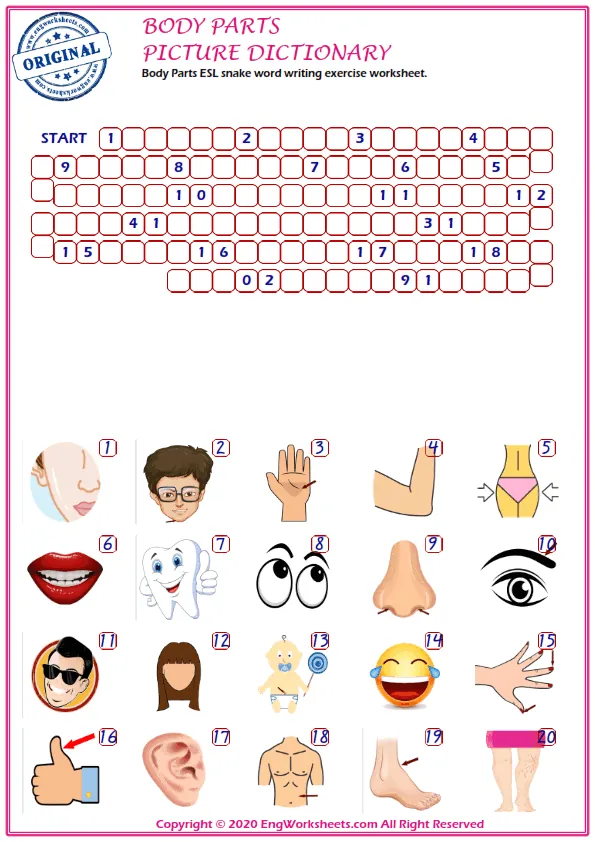 Body Parts ESL snake word writing exercise worksheet. Worksheet Preview