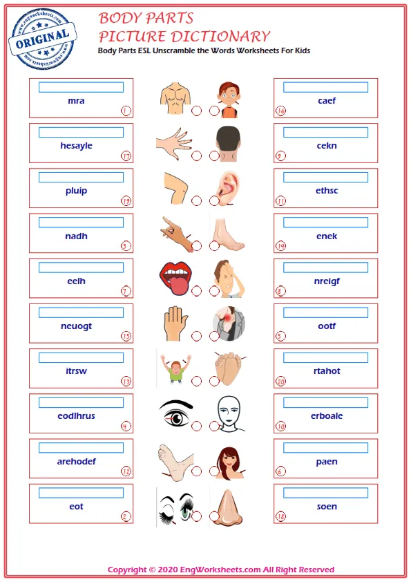 Body Parts ESL Unscramble the Words Worksheets For Kids Worksheet Preview