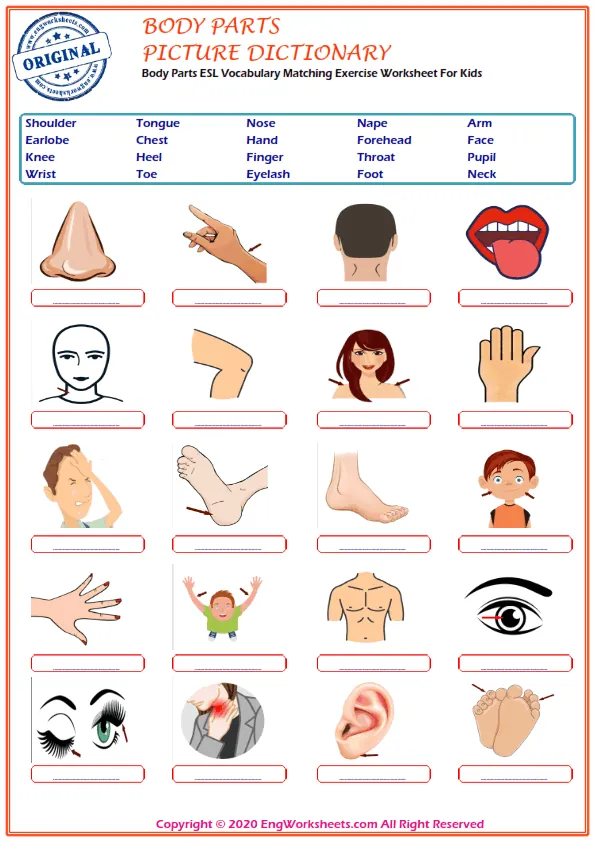 Body Parts ESL Vocabulary Matching Exercise Worksheet For Kids Worksheet Preview