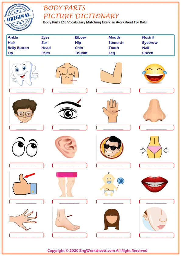 Body Parts ESL Vocabulary Matching Exercise Worksheet For Kids